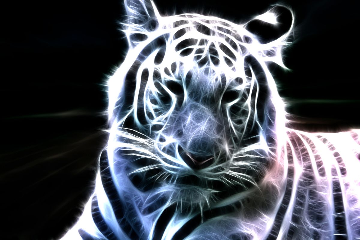Neon Animal Backgrounds Download HD Wallpapers 1200x800